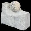 Cystoid (Holocystites) Fossil - Indiana #44610-1